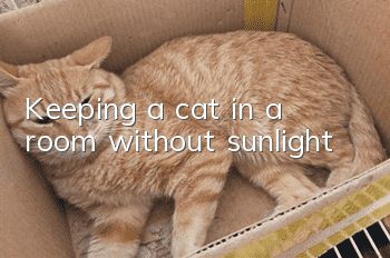 Keeping a cat in a room without sunlight