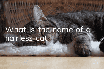 What is the name of a hairless cat?