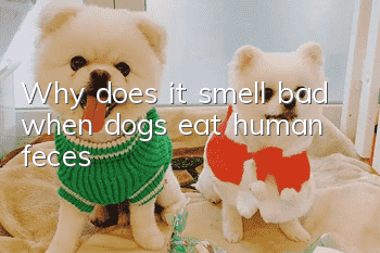 Why does it smell bad when dogs eat human feces?