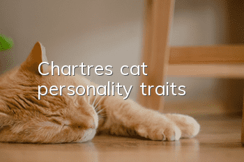 Chartres cat personality traits