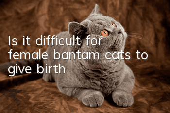 Is it difficult for female bantam cats to give birth?