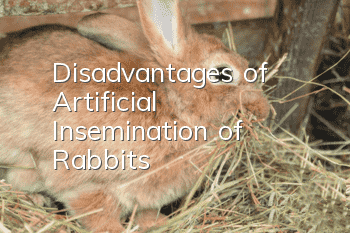 Disadvantages of Artificial Insemination of Rabbits