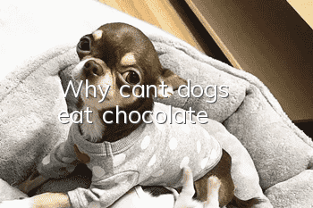 Why can't dogs eat chocolate?