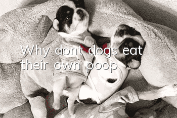 Why don’t dogs eat their own poop?