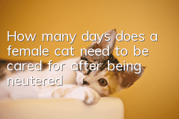 How many days does a female cat need to be cared for after being neutered?