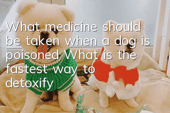 What medicine should be taken when a dog is poisoned? What is the fastest way to detoxify?