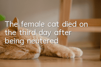The female cat died on the third day after being neutered