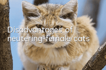 Disadvantages of neutering female cats