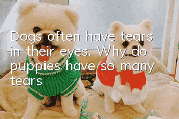 Dogs often have tears in their eyes. Why do puppies have so many tears?