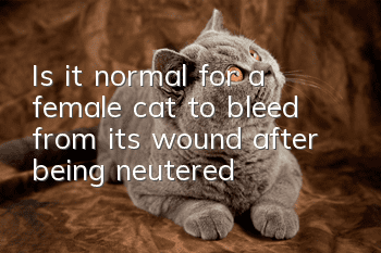Is it normal for a female cat to bleed from its wound after being neutered?