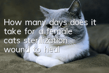 How many days does it take for a female cat’s sterilization wound to heal?