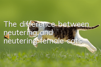 The difference between neutering and neutering female cats