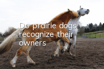 Do prairie dogs recognize their owners?