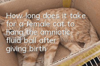 How long does it take for a female cat to hang the amniotic fluid ball after giving birth?