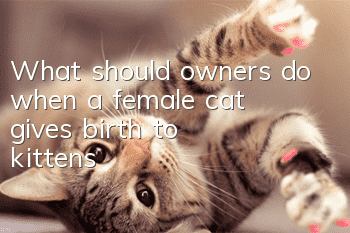 What should owners do when a female cat gives birth to kittens?