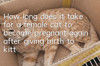 How long does it take for a female cat to become pregnant again after giving birth to kittens?