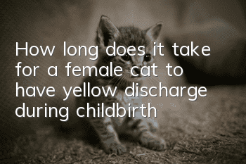 How long does it take for a female cat to have yellow discharge during childbirth?