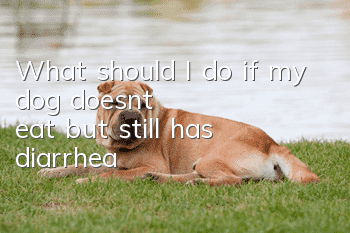What should I do if my dog doesn’t eat but still has diarrhea?