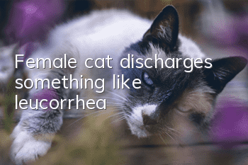 Female cat discharges something like leucorrhea