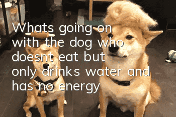 What's going on with the dog who doesn't eat but only drinks water and has no energy?