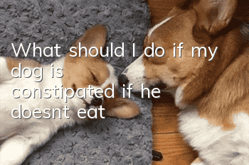 What should I do if my dog is constipated if he doesn’t eat?