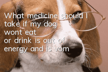 What medicine should I take if my dog won't eat or drink, is out of energy, and is vomiting?