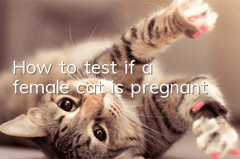 How to test if a female cat is pregnant