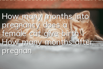 How many months into pregnancy does a female cat give birth? How many months after pregnancy does a female cat give birth?