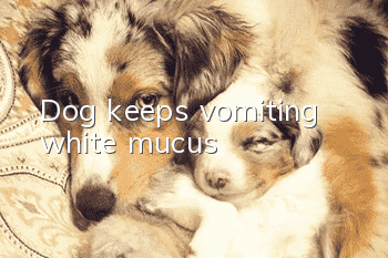 Dog keeps vomiting white mucus
