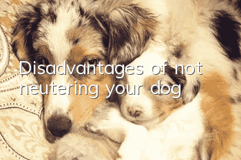 Disadvantages of not neutering your dog