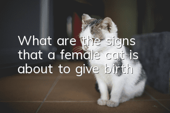 What are the signs that a female cat is about to give birth?