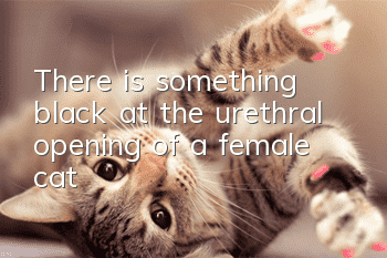 There is something black at the urethral opening of a female cat