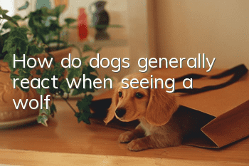 How do dogs generally react when seeing a wolf?