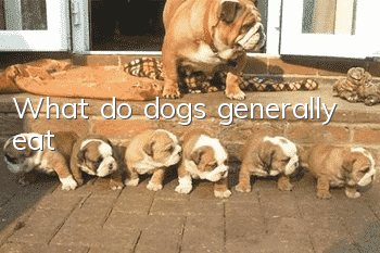 What do dogs generally eat?