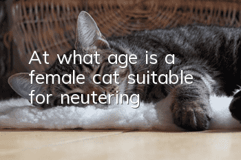 At what age is a female cat suitable for neutering?
