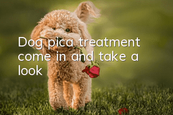 Dog pica treatment, come in and take a look!