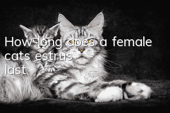 How long does a female cat's estrus last?