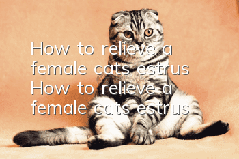 How to relieve a female cat’s estrus How to relieve a female cat’s estrus