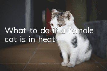 What to do if a female cat is in heat