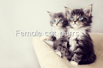Female cat purrs
