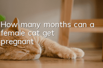How many months can a female cat get pregnant?