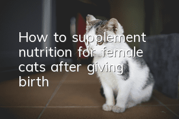 How to supplement nutrition for female cats after giving birth