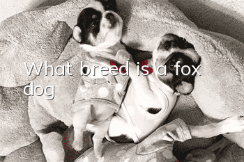What breed is a fox dog?