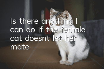 Is there anything I can do if the female cat doesn’t let her mate?