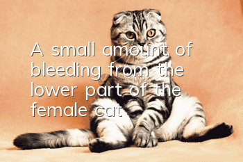 A small amount of bleeding from the lower part of the female cat
