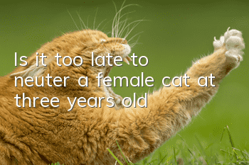 Is it too late to neuter a female cat at three years old?
