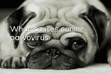 What causes canine parvovirus