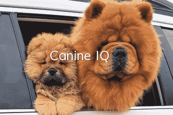 Canine IQ