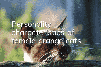 Personality characteristics of female orange cats