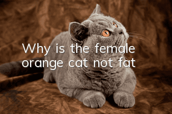 Why is the female orange cat not fat?